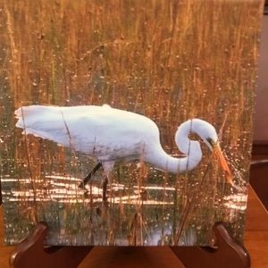 8 x 8 photo canvas of an egret from Charleston, South Carolina.